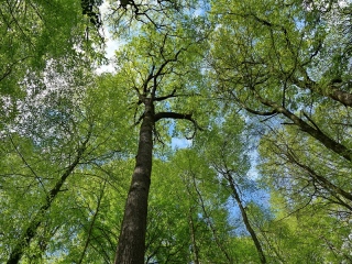 aufildelanature - FORETS