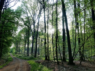 aufildelanature - FORETS
