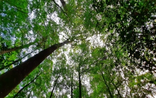 aufildelanature - FORETS