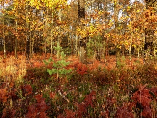 aufildelanature - FORETS