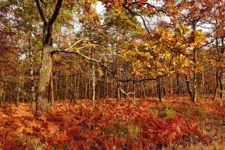aufildelanature - FORETS