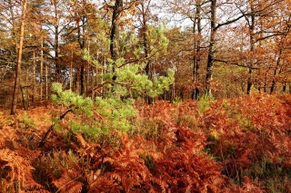 aufildelanature - FORETS