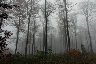 aufildelanature - FORETS