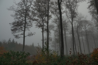 aufildelanature - FORETS