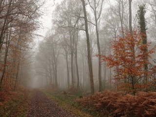 aufildelanature - FORETS