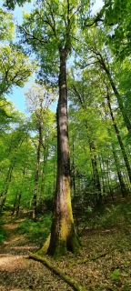 aufildelanature - FORETS