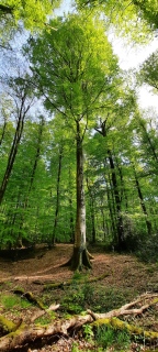 aufildelanature - FORETS