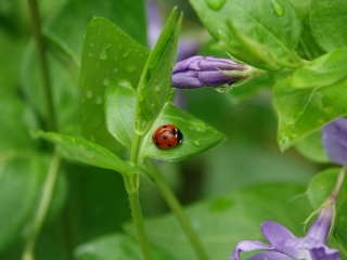 aufildelanature - INSECTES