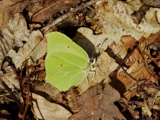aufildelanature - INSECTES