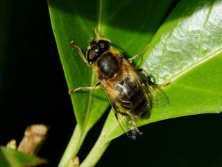 aufildelanature - INSECTES