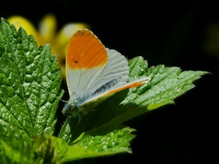 aufildelanature - INSECTES