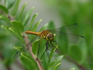 aufildelanature - INSECTES