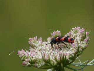 aufildelanature - INSECTES