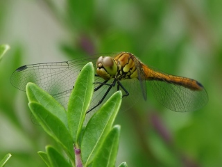 aufildelanature - INSECTES
