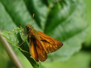 aufildelanature - INSECTES