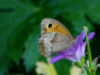 aufildelanature - INSECTES