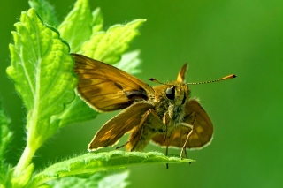 aufildelanature - INSECTES