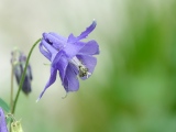 aufildelanature - FLEURS