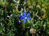 aufildelanature - FLEURS