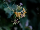aufildelanature - FLEURS
