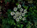aufildelanature - FLEURS
