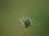 aufildelanature - FLEURS