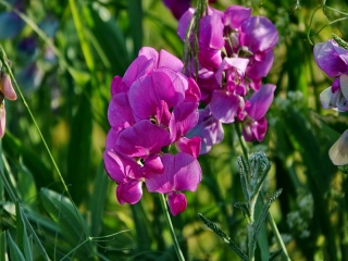 aufildelanature - FLEURS