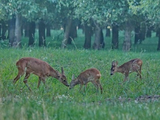 aufildelanature - CHEVREUILS