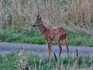 aufildelanature - CHEVREUILS