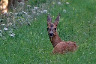 aufildelanature - CHEVREUILS
