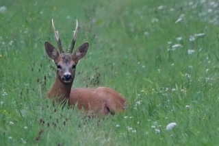 aufildelanature - CHEVREUILS