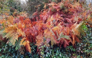 aufildelanature - AUTOMNE