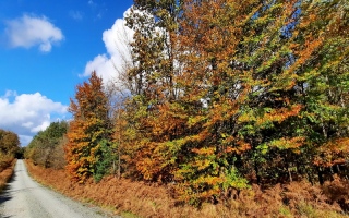 aufildelanature - AUTOMNE