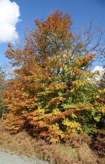 aufildelanature - AUTOMNE