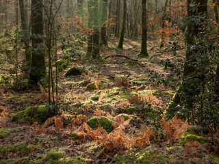 aufildelanature - AUTOMNE