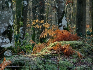 aufildelanature - AUTOMNE