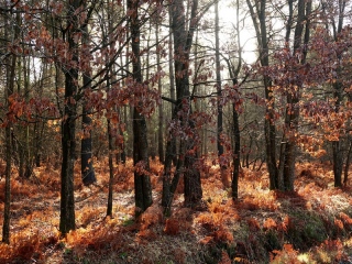 aufildelanature - AUTOMNE