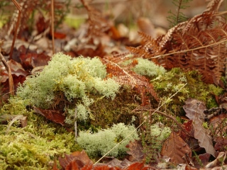 aufildelanature - AUTOMNE