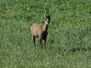 aufildelanature - FAUNES  DIVERSES