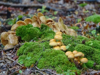 aufildelanature - CHAMPIGNONS