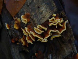 aufildelanature - CHAMPIGNONS