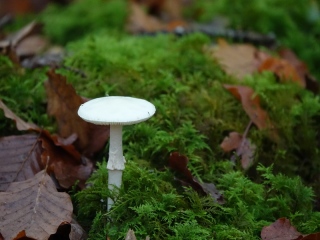 aufildelanature - CHAMPIGNONS
