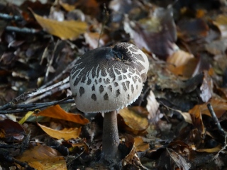aufildelanature - CHAMPIGNONS