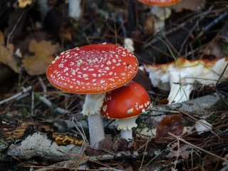 aufildelanature - CHAMPIGNONS