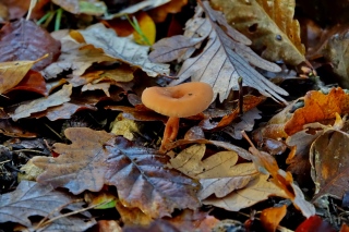 aufildelanature - CHAMPIGNONS