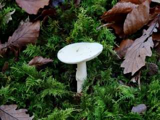 aufildelanature - CHAMPIGNONS