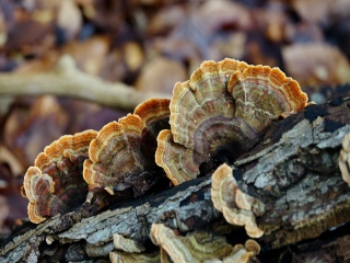aufildelanature - CHAMPIGNONS