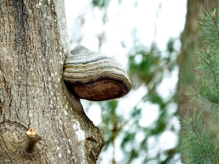 aufildelanature - CHAMPIGNONS
