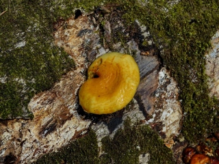 aufildelanature - CHAMPIGNONS