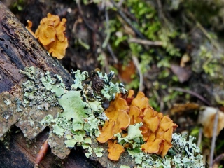 aufildelanature - CHAMPIGNONS